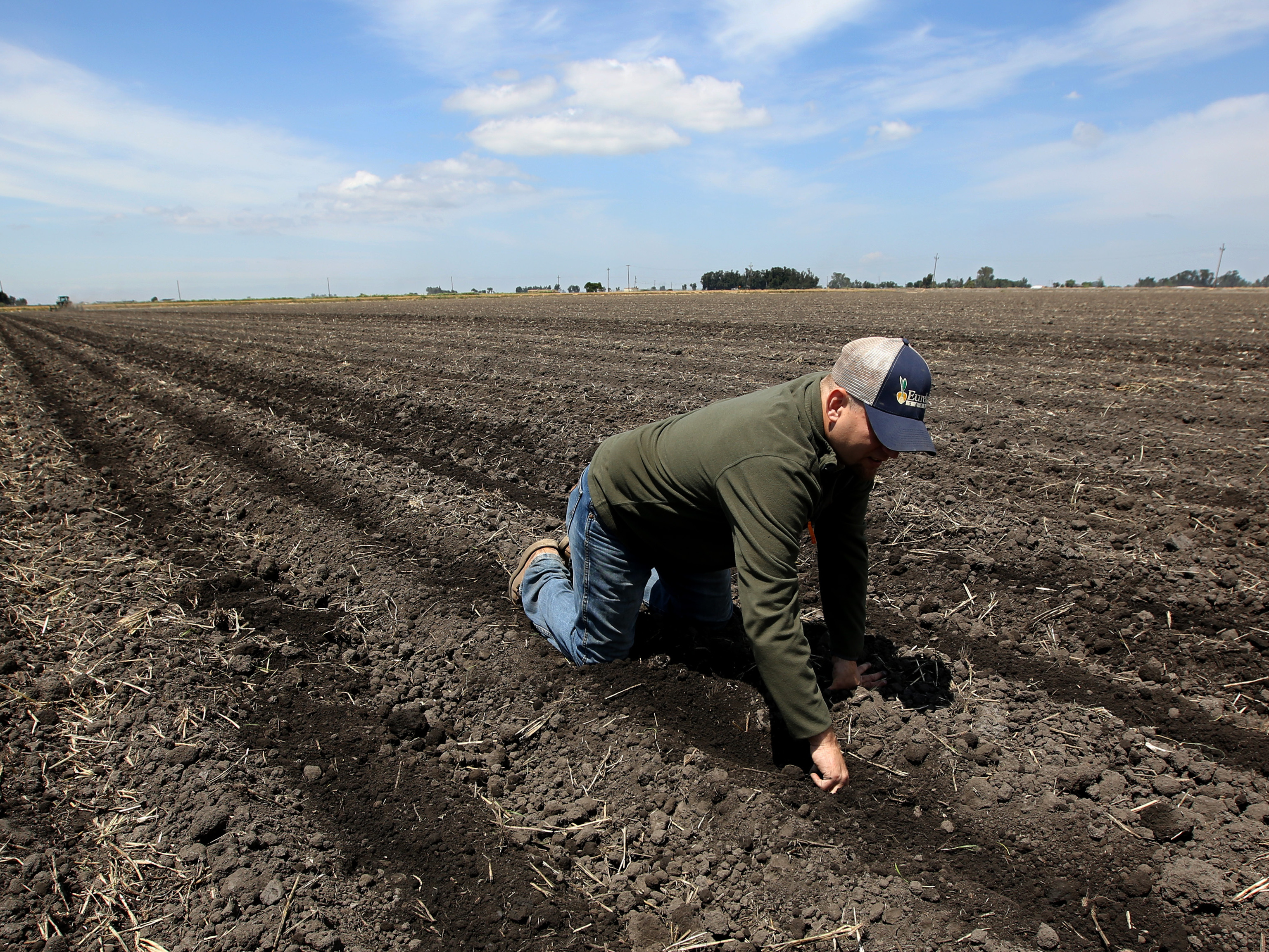 A photo from May shows Gino Celli checking his parched crops near his farm near Stockton, Calif. If predictions of a strong El Niño prove true, it could presage a relief from the region's prolonged drought.