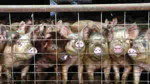 A Muscle Drug For Pigs Comes Out Of The Shadows