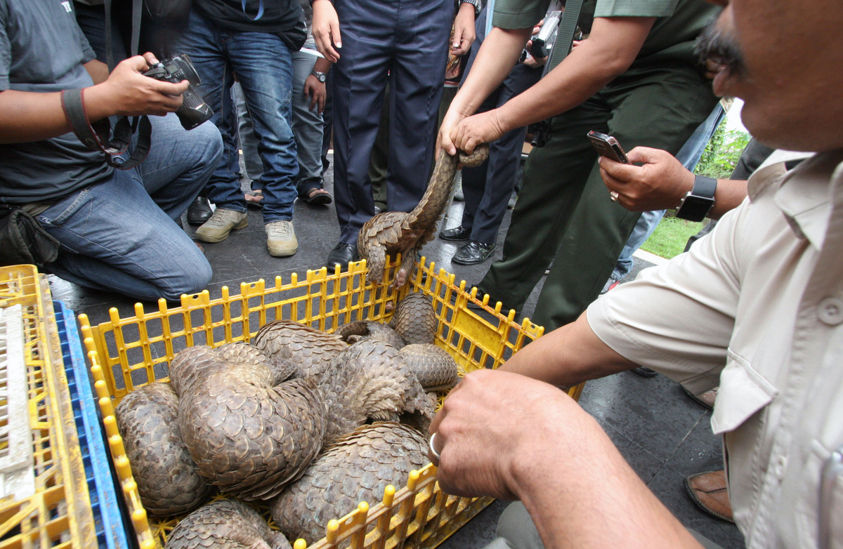 The World's Most Trafficked Mammal Is One You May Never Have Heard Of