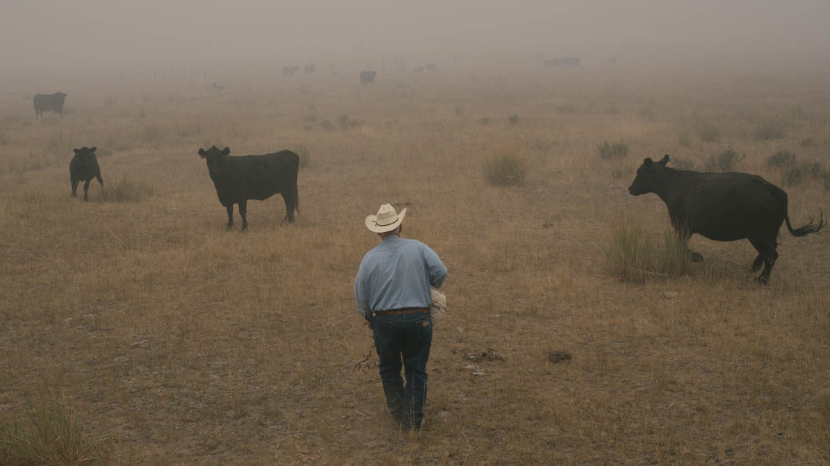 Washington Beef Ranchers In A Remote Part Of Washington, A Scramble To Save Cattle From Flames ...