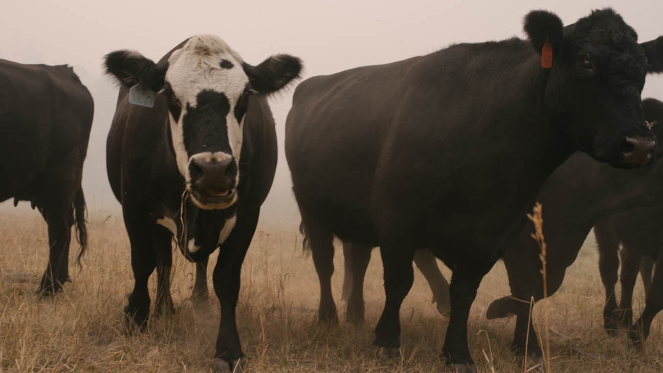 Washington Beef Ranchers In A Remote Part Of Washington, A Scramble To Save Cattle From Flames ...
