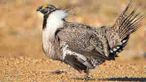 Fight To Save The Sage Grouse Finds Friends In All Corners Of The West