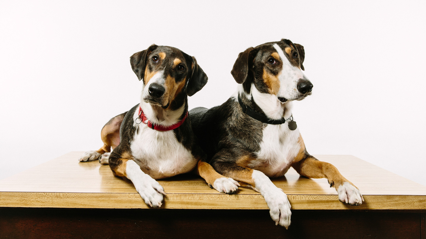 Insights from one thousand cloned dogs