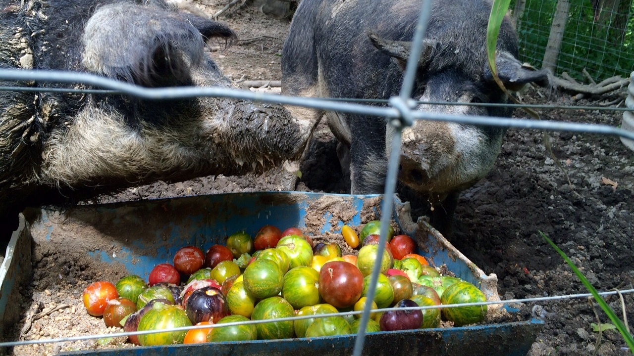 Here's What Some Of The BestFed Pigs in America Have For Lunch The