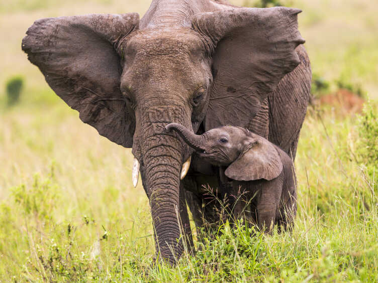 Elephant with its baby.