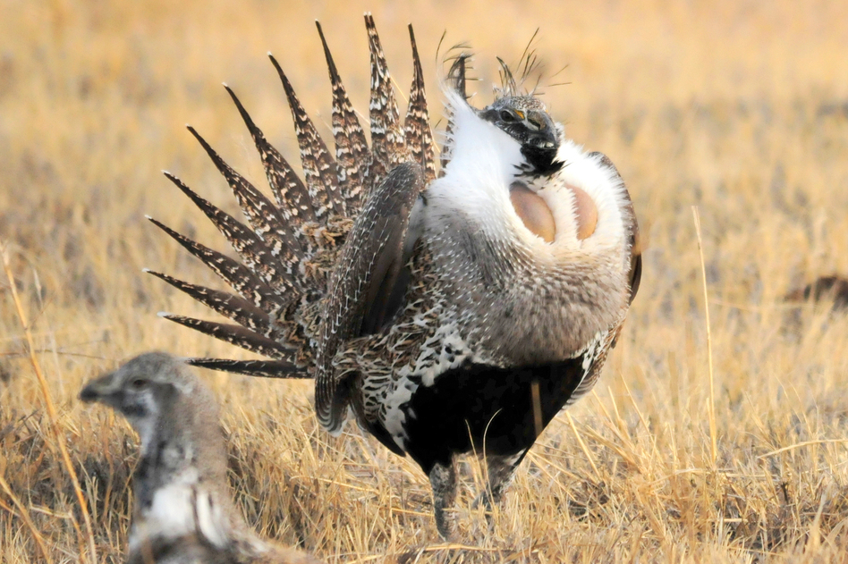 A male greater sage grouse inflates the yellow air sacs on his chest during a mating ritual at Seedskadee National Wildlife Refuge in Wyoming on Feb. 28. (Tom Koerner/U.S. Fish and Wildlife Service)