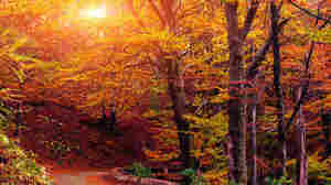 To mark the first day of fall, try this autumn music puzzler.