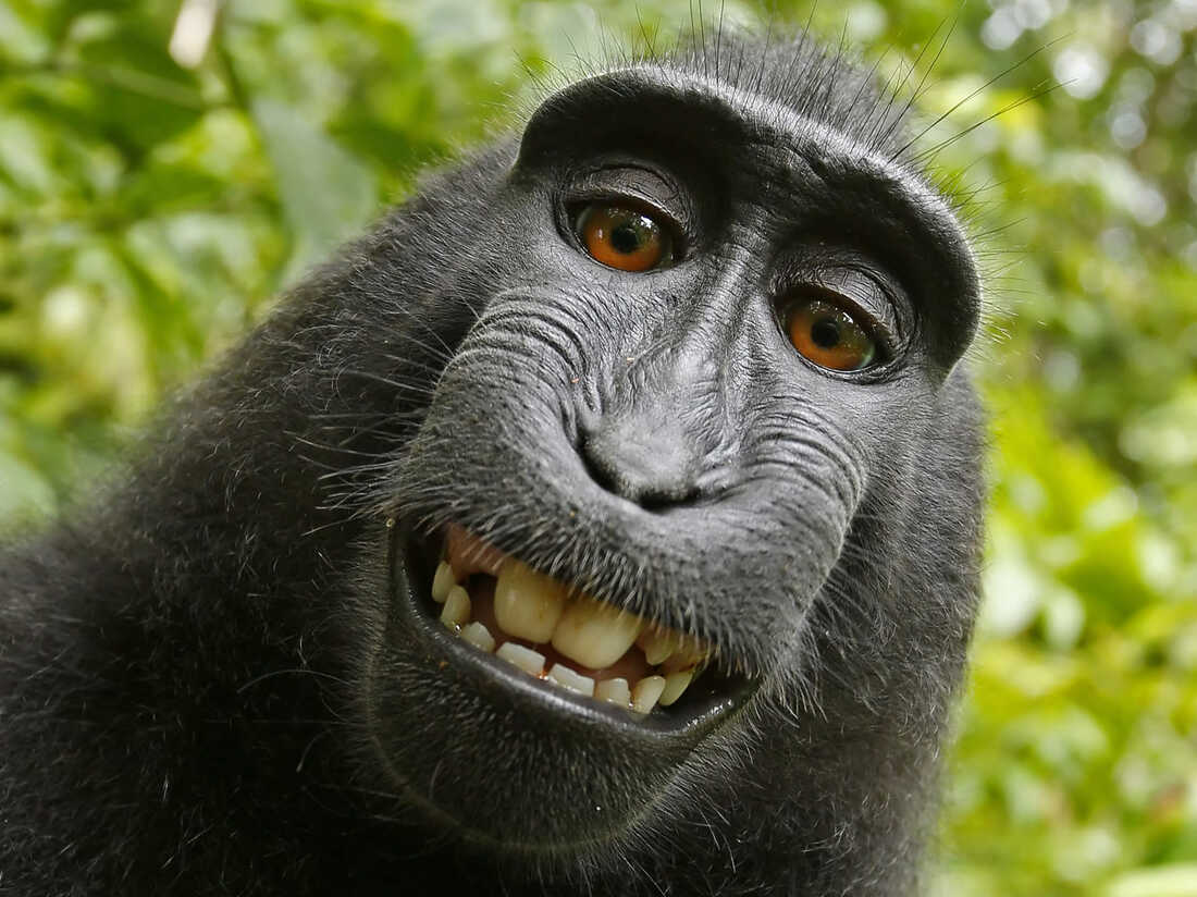 should-a-monkey-own-a-copyright-13-7-cosmos-and-culture-npr