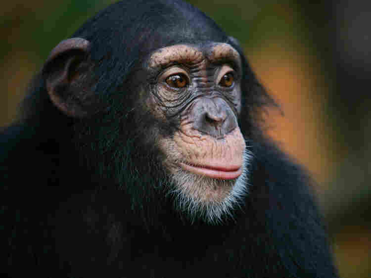 Are humans ex-apes?
