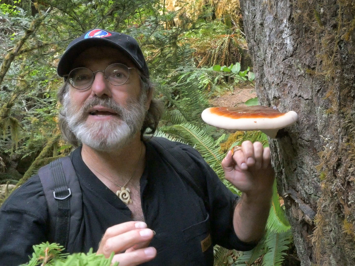 Could a mushroom save the honeybee 
