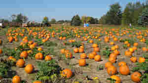A Spooky Tale In Time For Halloween: Weather Cuts Into Pumpkin Crop