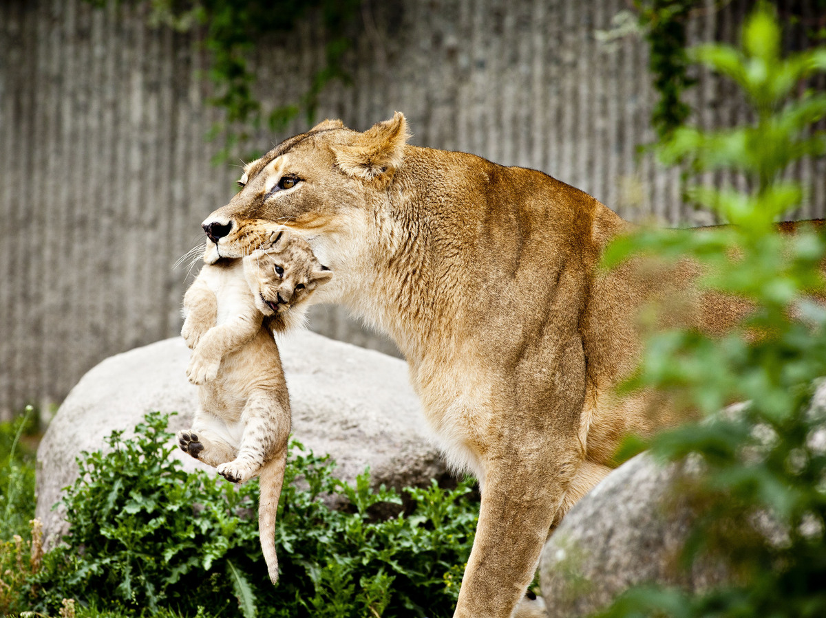 Animals Contribution To The Benefits Of Zoos