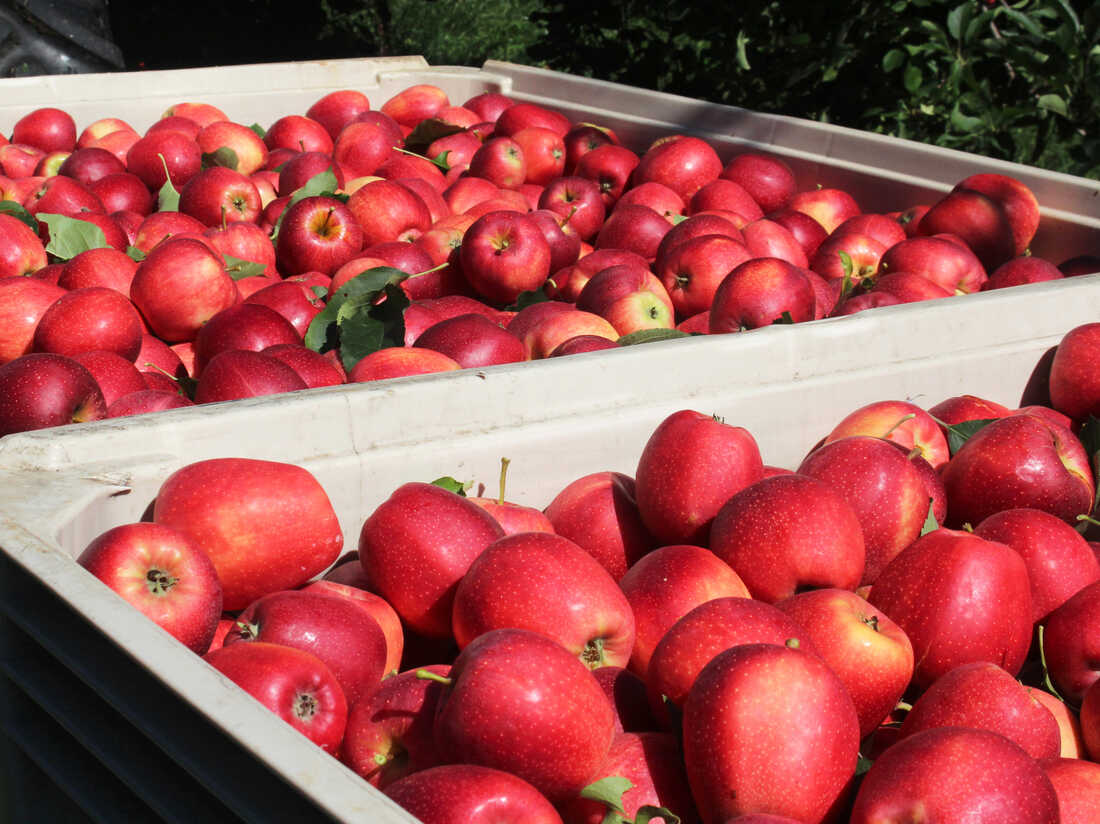 Bagged apples an opportunity out of Washington