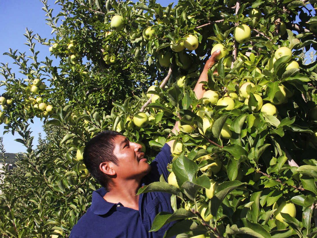 Washington State Apples Are In The Bag - Produce Business