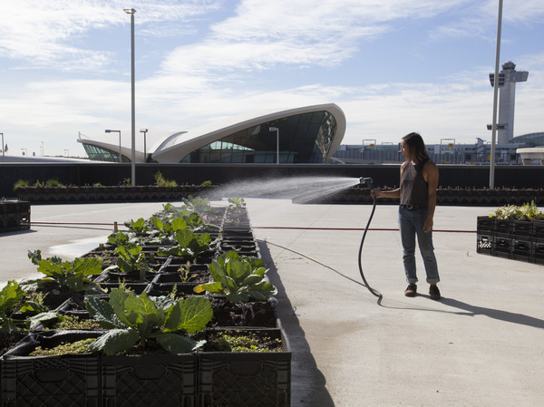 Katrina Ceguera tends JetBlue's farm outside Terminal 5 at New York's John F. Kennedy International Airport.