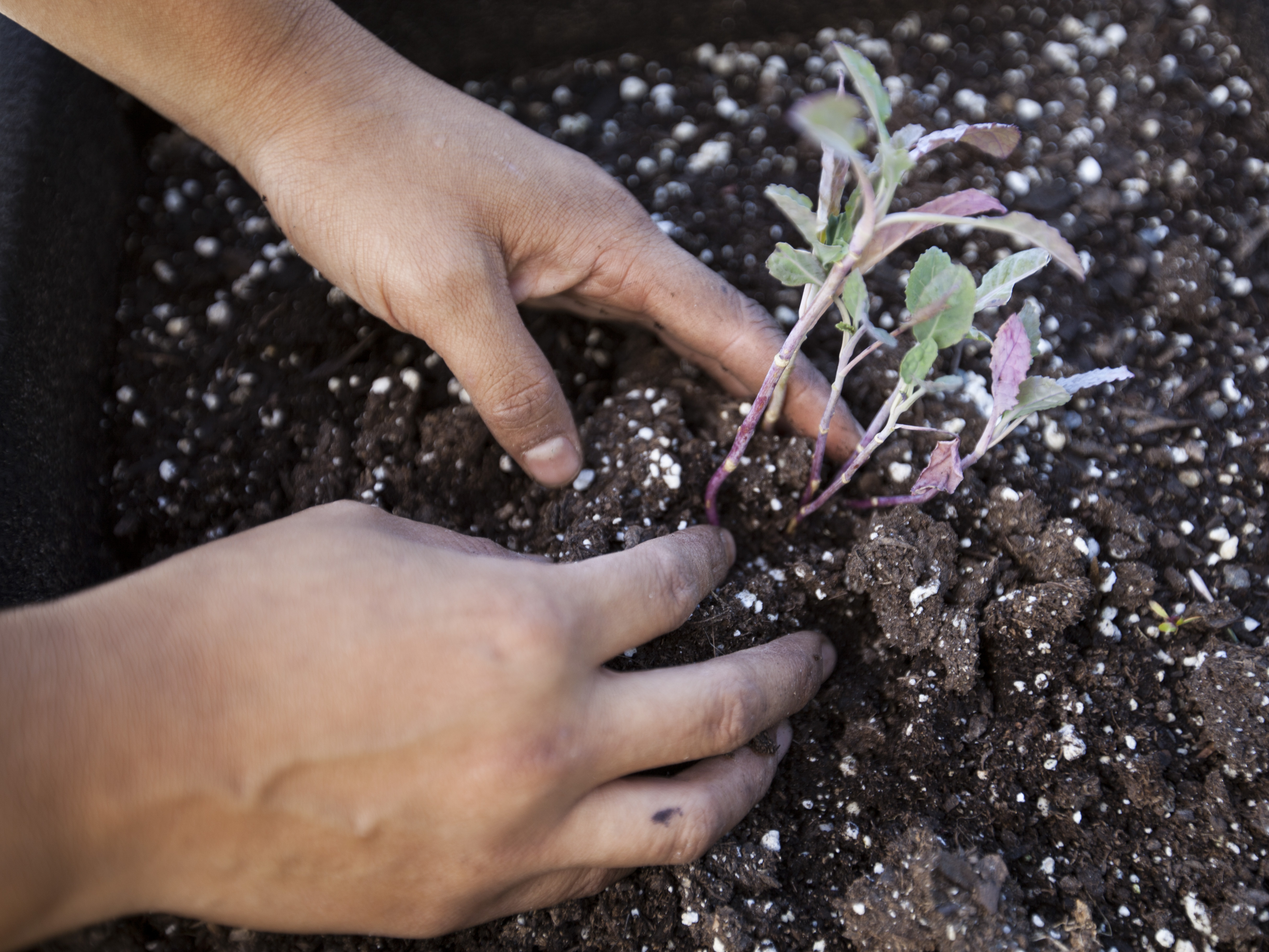 A wide variety of crops, from potatoes to kale to lavender, grow in the T5 garden. This produce won't be appearing on flights as farm fresh salads any time soon, though.