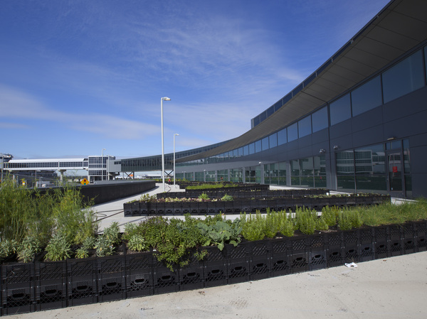 Away from the airplanes and runway at Terminal 5, JetBlue says its garden isn't at risk for pollution from jet fuel or emissions.