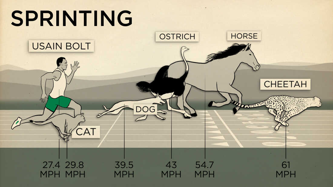 A Human Can Beat A Horse In An Endurance Race Shots Health News NPR