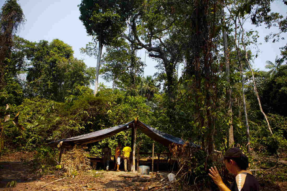 Deep In The Amazon, An Unseen Battle Over The Most Valuable Trees : NPR