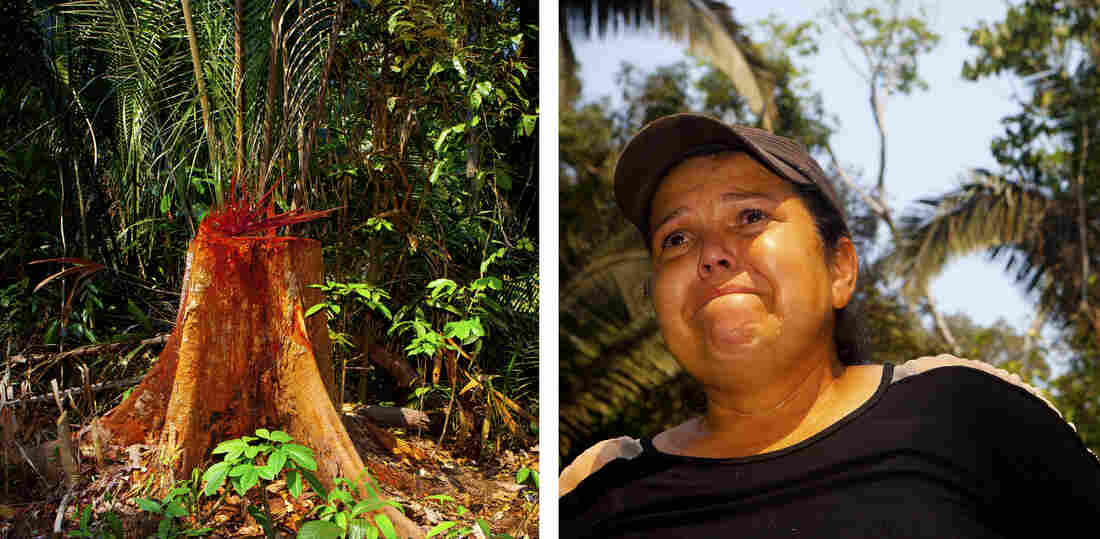 "To cut down a tree is like cutting out a piece of us," says Giselda Pilker, crying as she stares at the trunk of an illegally chopped tree.