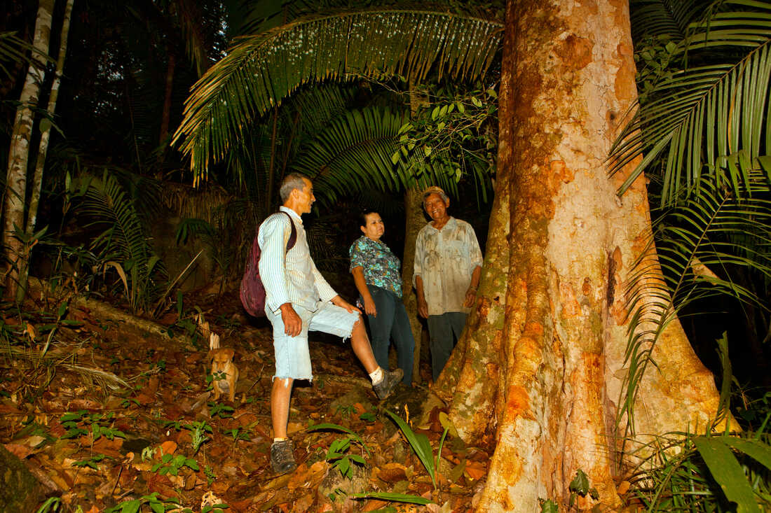 amazon forest trees