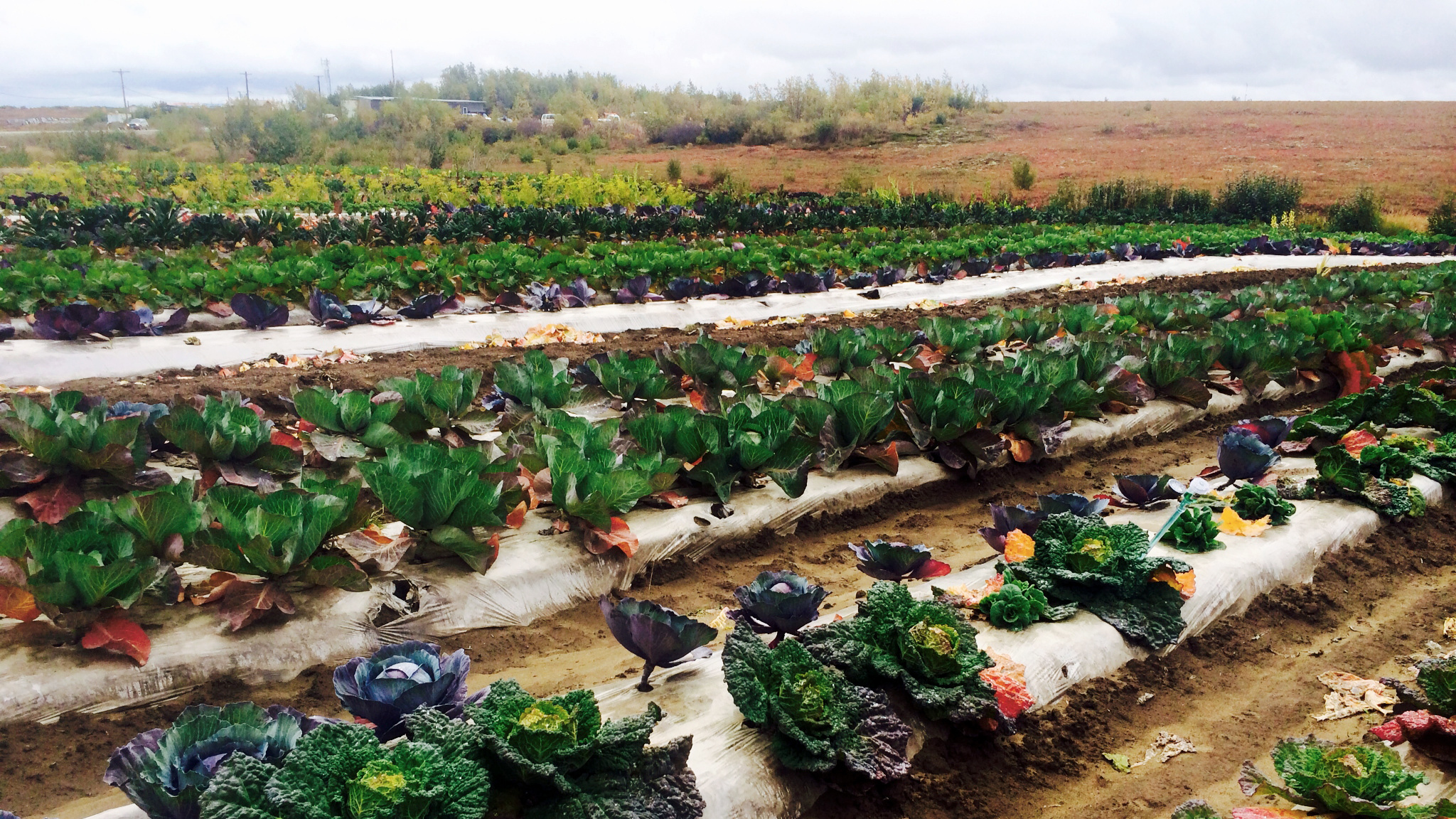 Rising temps make farming possible in subarctic Alaska