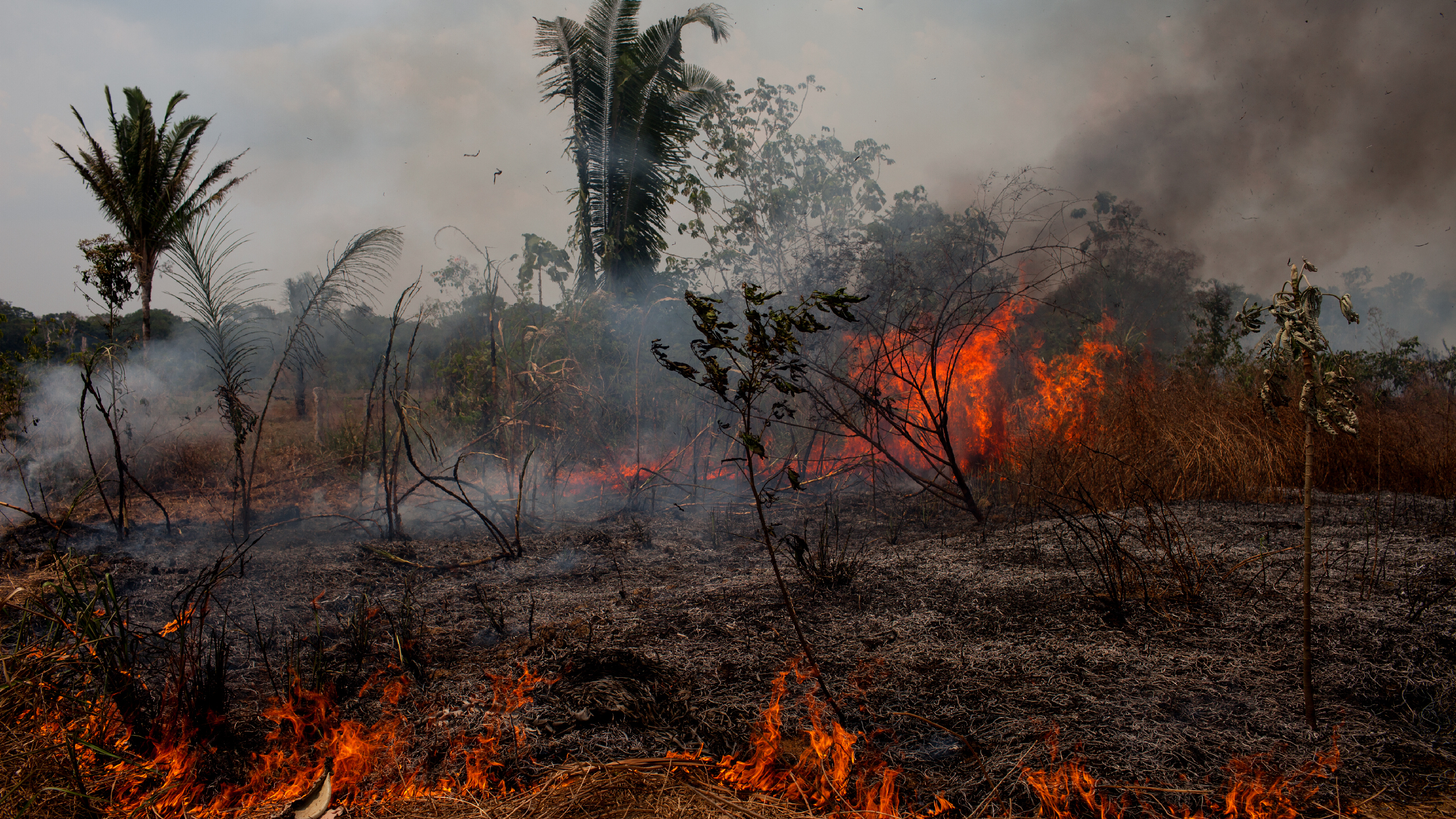 In the 1970s, the Brazilian government declared the Amazon open for settlement. Rondonia became like Oklahoma during the land rush. The poor and dispossessed of other Brazilian states were encouraged to move in. Quickly, trees gave way to farms and cattle ranches. Deforestation in this part of Brazil now happens in quick phases, where the land is cleared, burned, and readied for cattle to graze. (NPR)
