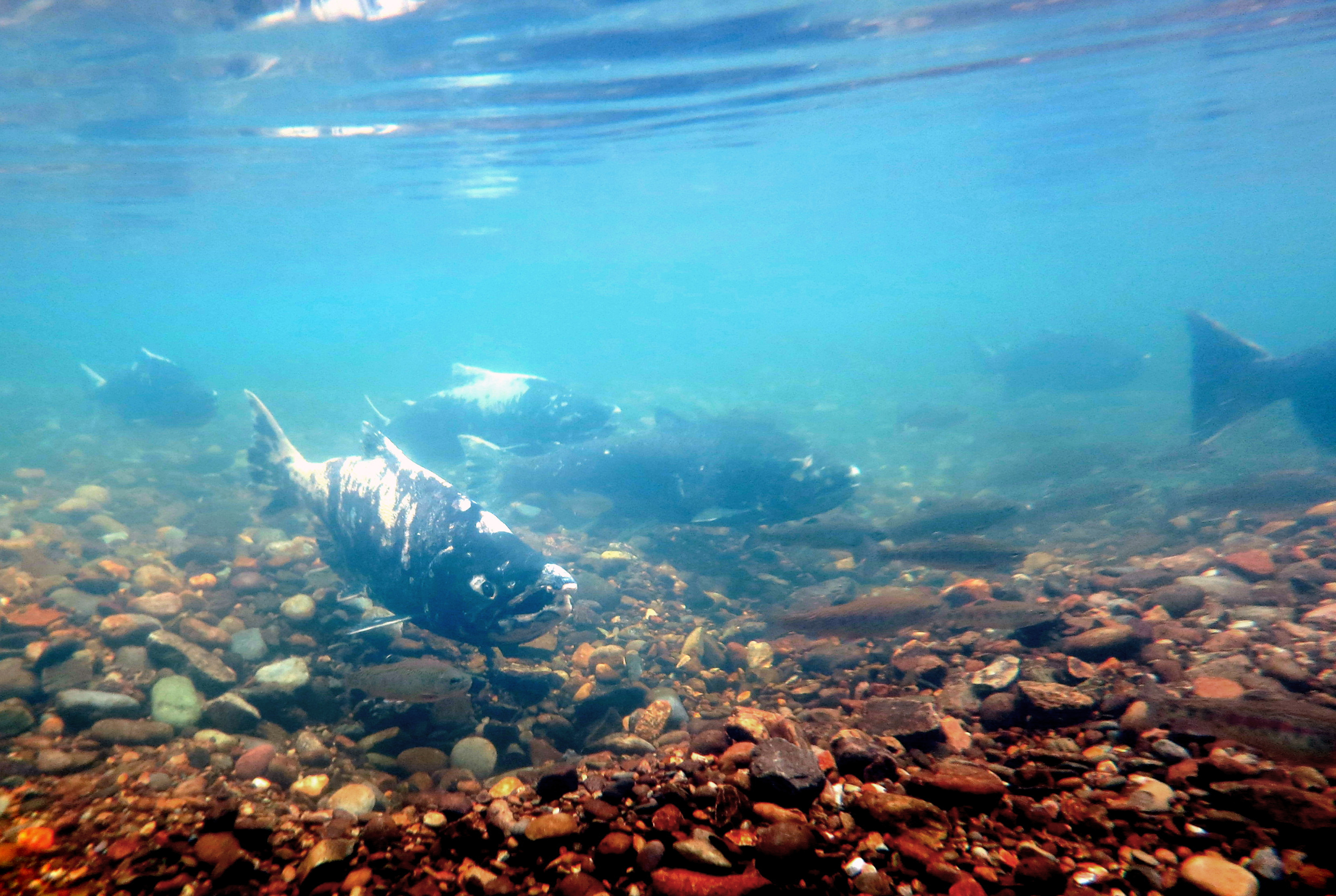 Chinook salmon swim in the Stanislaus River, a tributary of the San Joaquin River, in California.