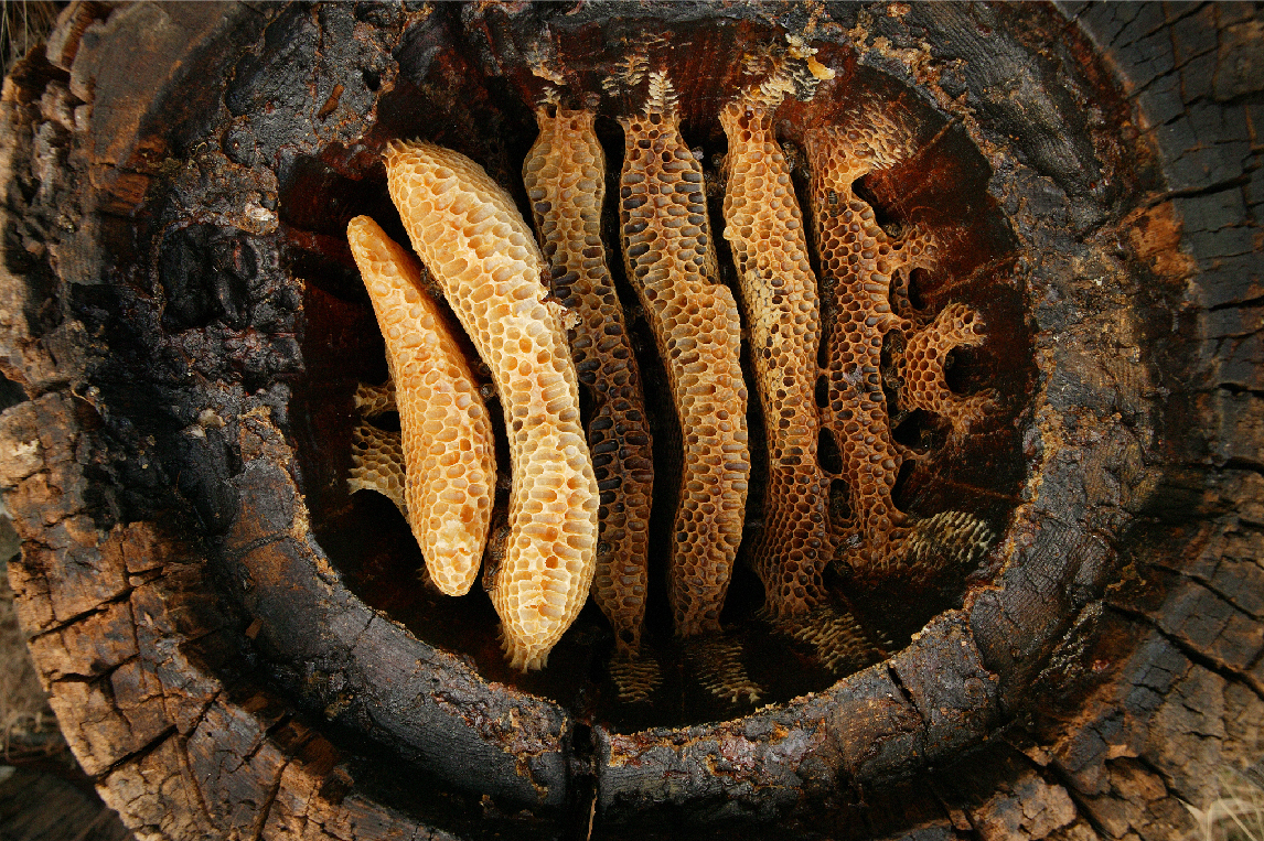 A hollow log hive in the Cevennes region of France reveals the details of circular comb architecture of the Western honeybee. New research shows the partnership between humans and bees goes back to the beginnings of agriculture.
