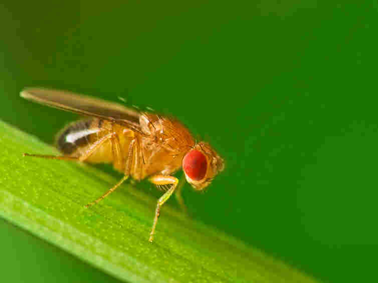 Male common fruit fly.