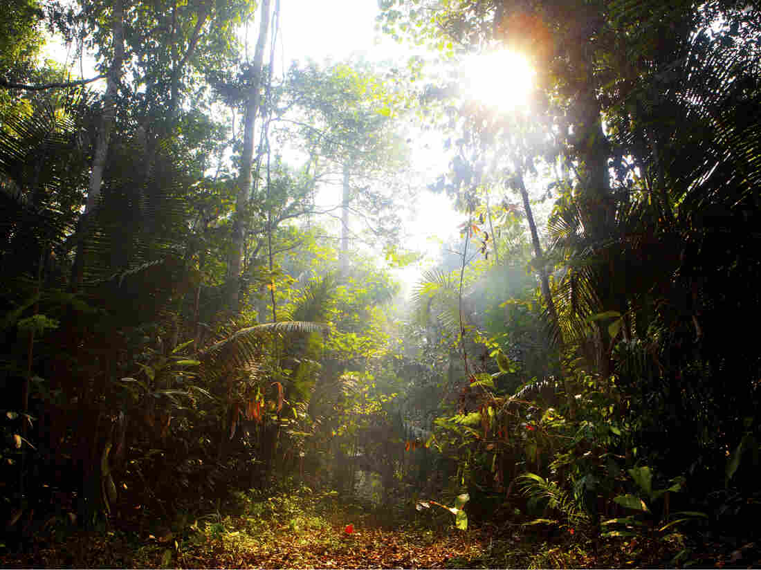 These self-described "Guardians of the Forest" live on protected reserves in the Brazilian state of Rondonia.