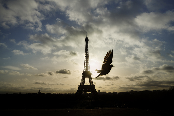 A bird flies in front of the Eiffel Tower, which remained closed on the first of three days of national mourning, in Paris on Sunday.