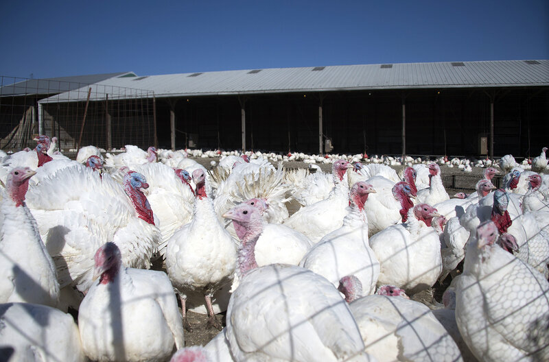 Premium Young And Natural The Turkey Labels We Cluck Over Salt Npr - Maple Lawn Turkey Farm Sold Premium Young And Natural The Turkey Labels We Cluck Over Salt Npr - Maple Lawn Turkey Farm Sold