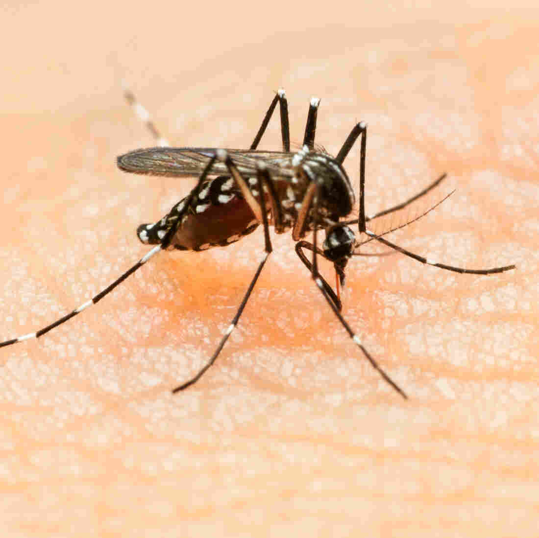 The Aedes mosquito can spread Zika virus in addition to dengue fever and chikungunya virus. The virus was first spotted in the Americas in 2014. The Aedes mosquito can spread Zika virus in addition to dengue fever and chikungunya virus. The virus was first spotted in the Americas in 2014.