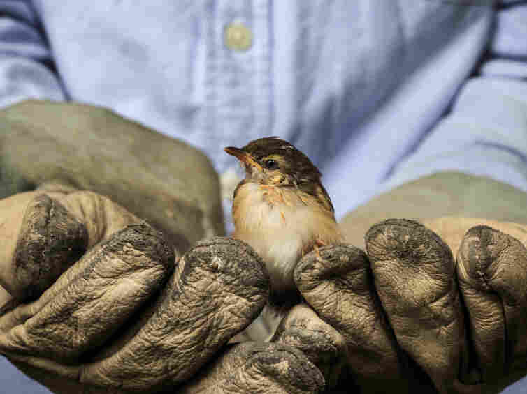 A worker holds a sparrow.