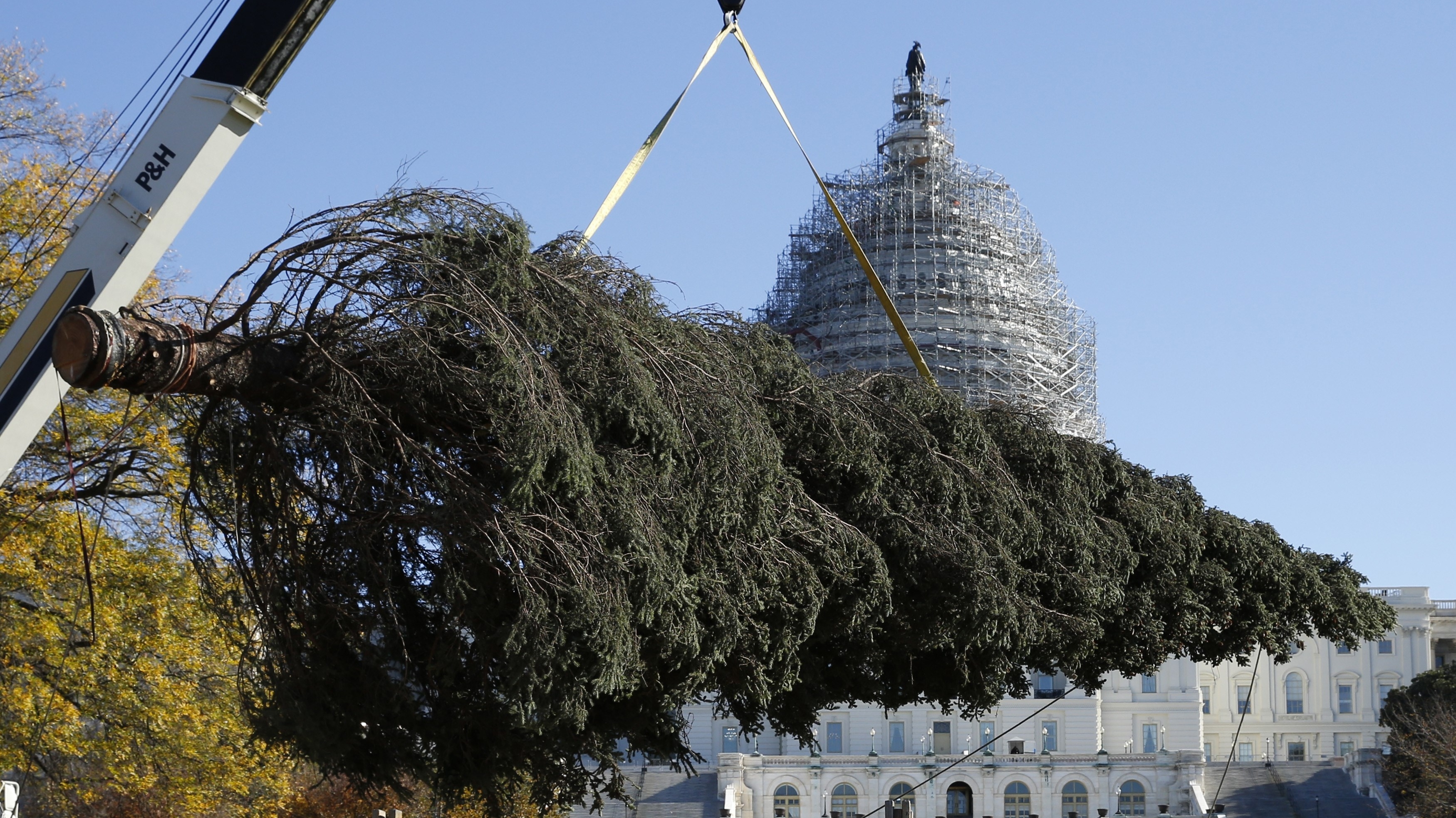 Alaska Ships A Capitol Christmas Tree With All Of The Trimmings NPR