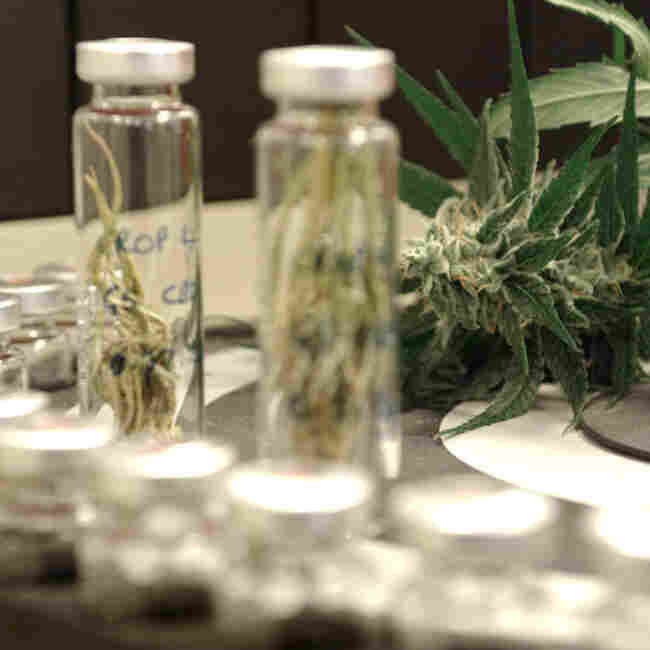 A strain of high-cannabidiol marijuana is used to create extracts used in experimental epilepsy treatments. A strain of high-cannabidiol marijuana is used to create extracts used in experimental epilepsy treatments.