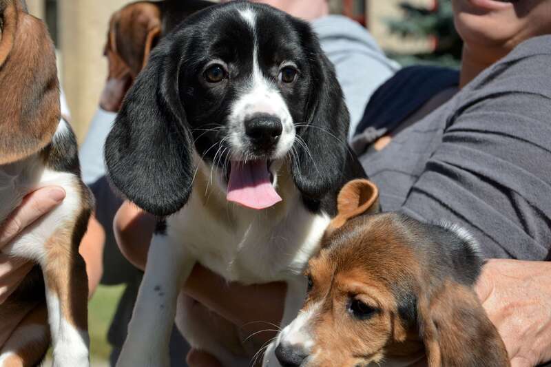 how to raise two puppies successfully 7 bundles of scientific test puppies prove ivf can work in dogs the two how to raise two puppies successfully 7 bundles of scientific test puppies prove ivf can work in dogs the two
