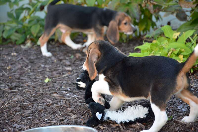 how to raise two puppies successfully 7 bundles of scientific test puppies prove ivf can work in dogs the two how to raise two puppies successfully 7 bundles of scientific test puppies prove ivf can work in dogs the two