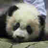 Panda Cub Bei Bei Is Set To Share His Adorableness With The World