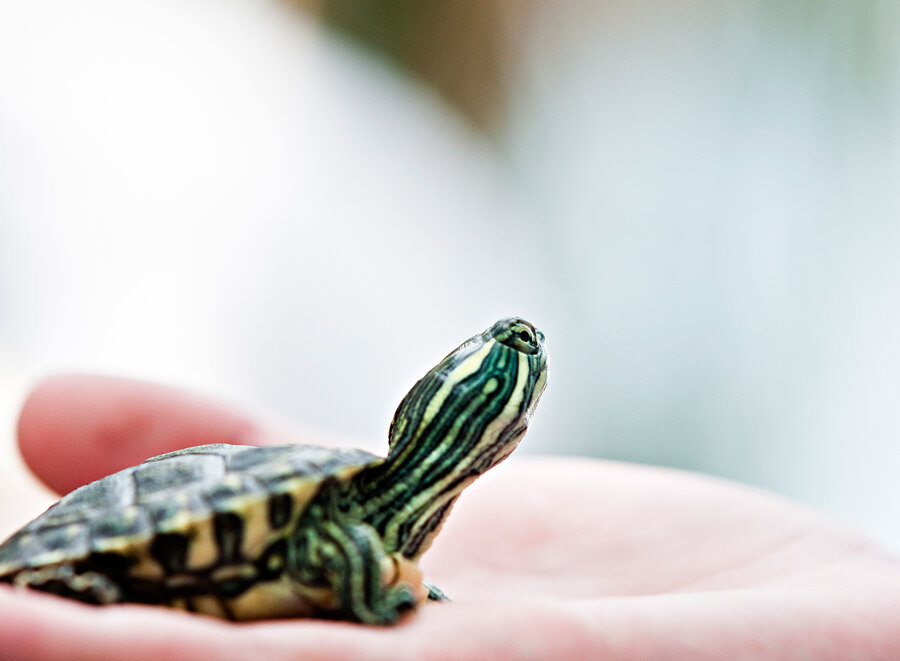 Pet Turtles Are Once Again Causing Salmonella Outbreaks : Shots - 900x661 - jpeg Small Aquatic Turtles As Pets