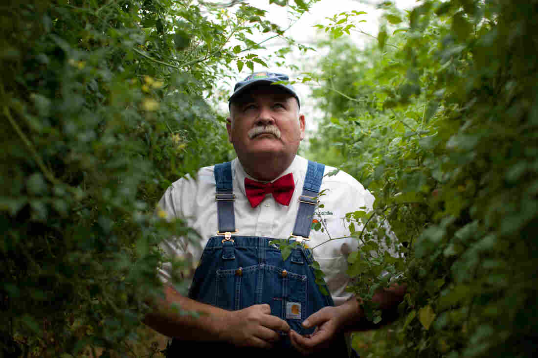Farmer Lee Jones inside a tomato greenhouse on his farm in Huron, Ohio.