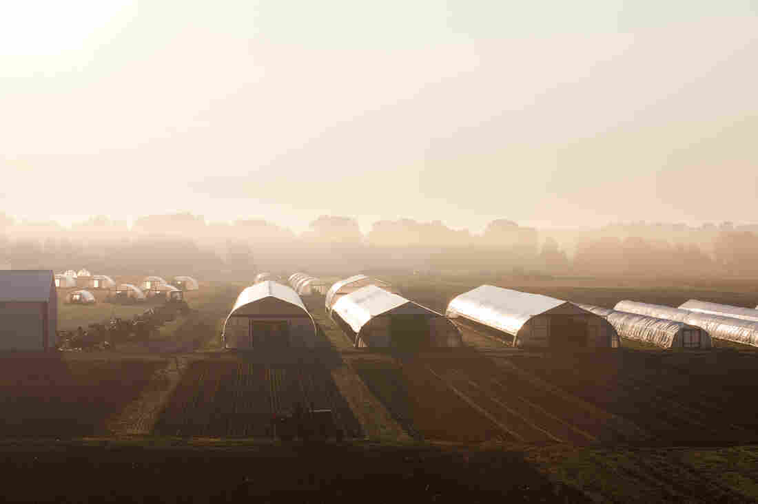 The farm covers 300 acres and supplies chefs all year round, with the help of greenhouses and hoop houses that can be moved from plot to plot in the winter.