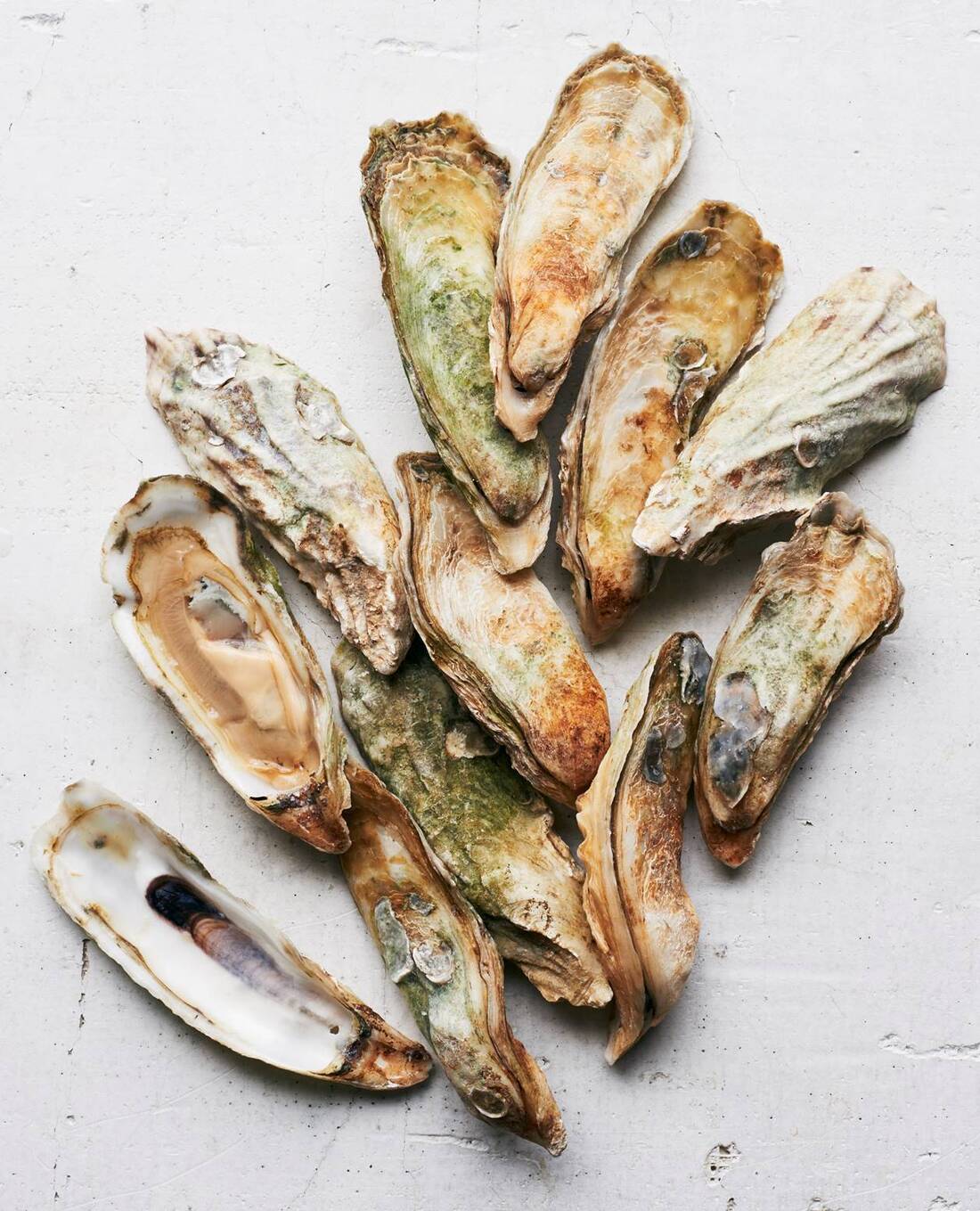 Why The Southeast Could The Napa Valley Of Oysters The Salt NPR