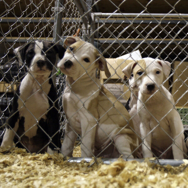 Along With Assault And Arson, FBI Starts To Track Animal Abuse