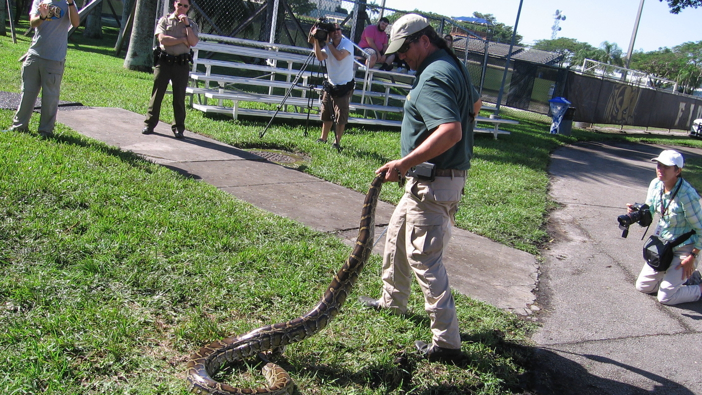 Hunting Snakes In The Everglades To Protect Native Species : NPR