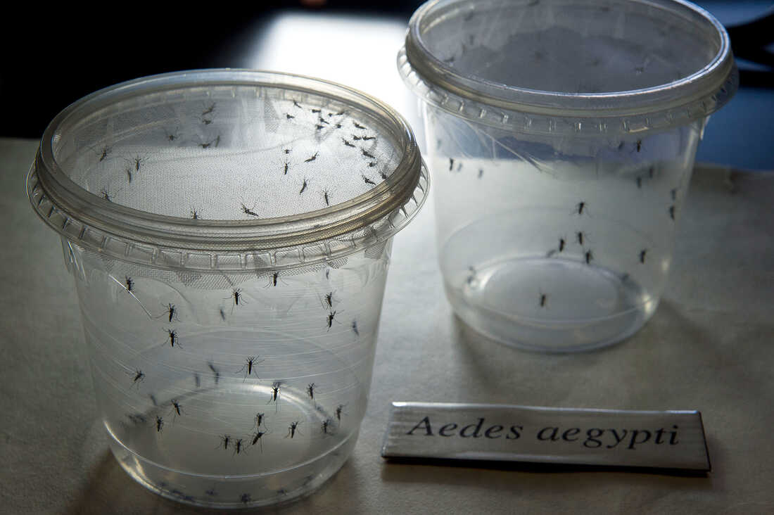 Aedes aegypti mosquitoes, seen in a lab at the Institute of Biomedical Sciences of the Sao Paulo University in Brazil, can carry the Zika virus.