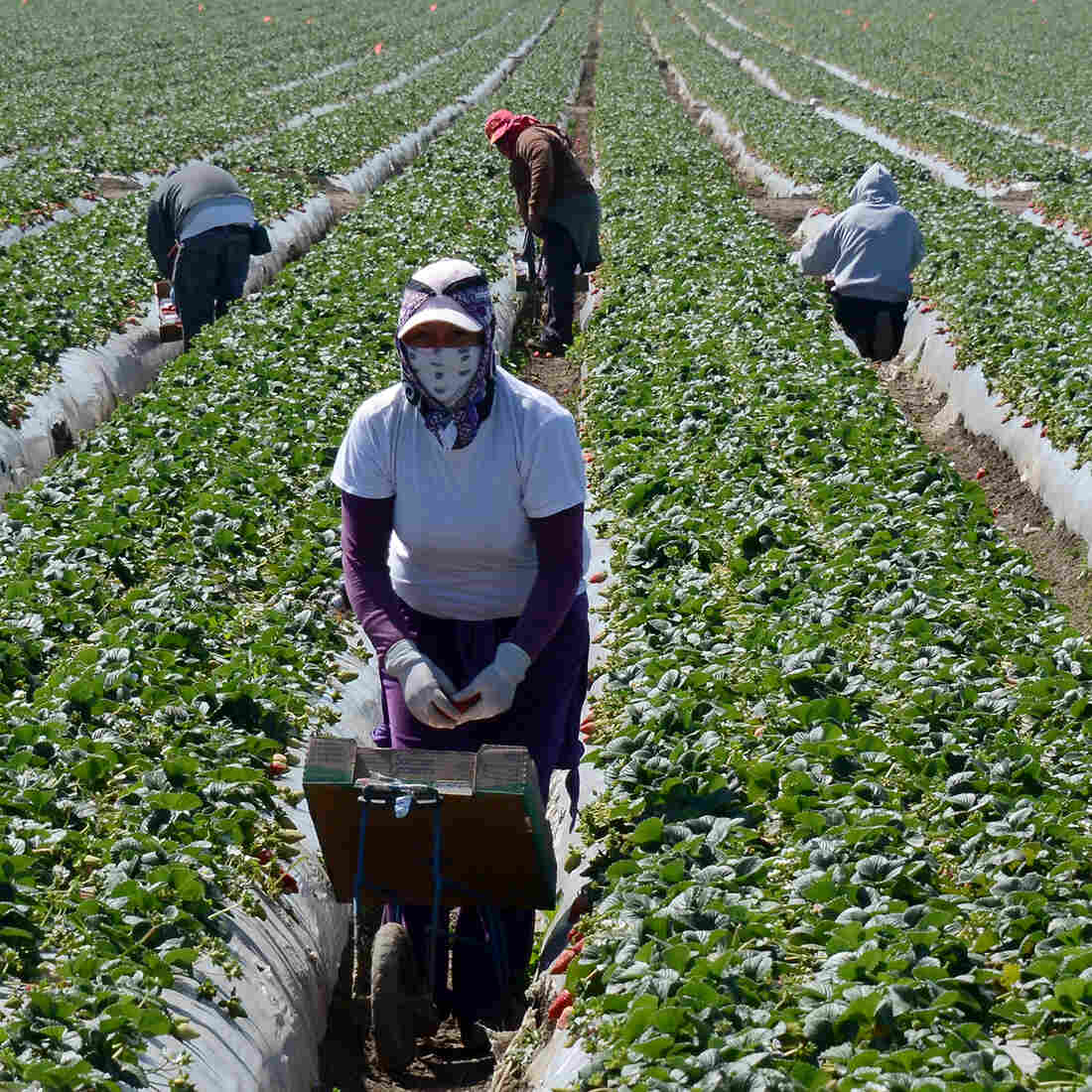In South Texas, Fair Wages Elude Farmworkers, 50 Years After Historic