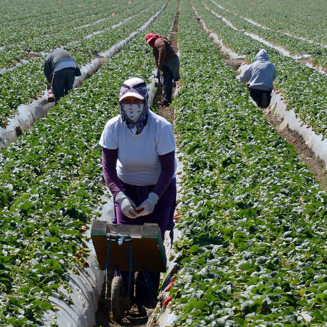 Migrant workers harvest strawberries at a farm near Oxnard, Calif. Ventura County is one of two counties where labor organizers hope to get a Bill of Rights passed to protect farm workers from abuse and wage theft. Migrant workers harvest strawberries at a farm near Oxnard, Calif. Ventura County is one of two counties where labor organizers hope to get a Bill of Rights passed to protect farm workers from abuse and wage theft.