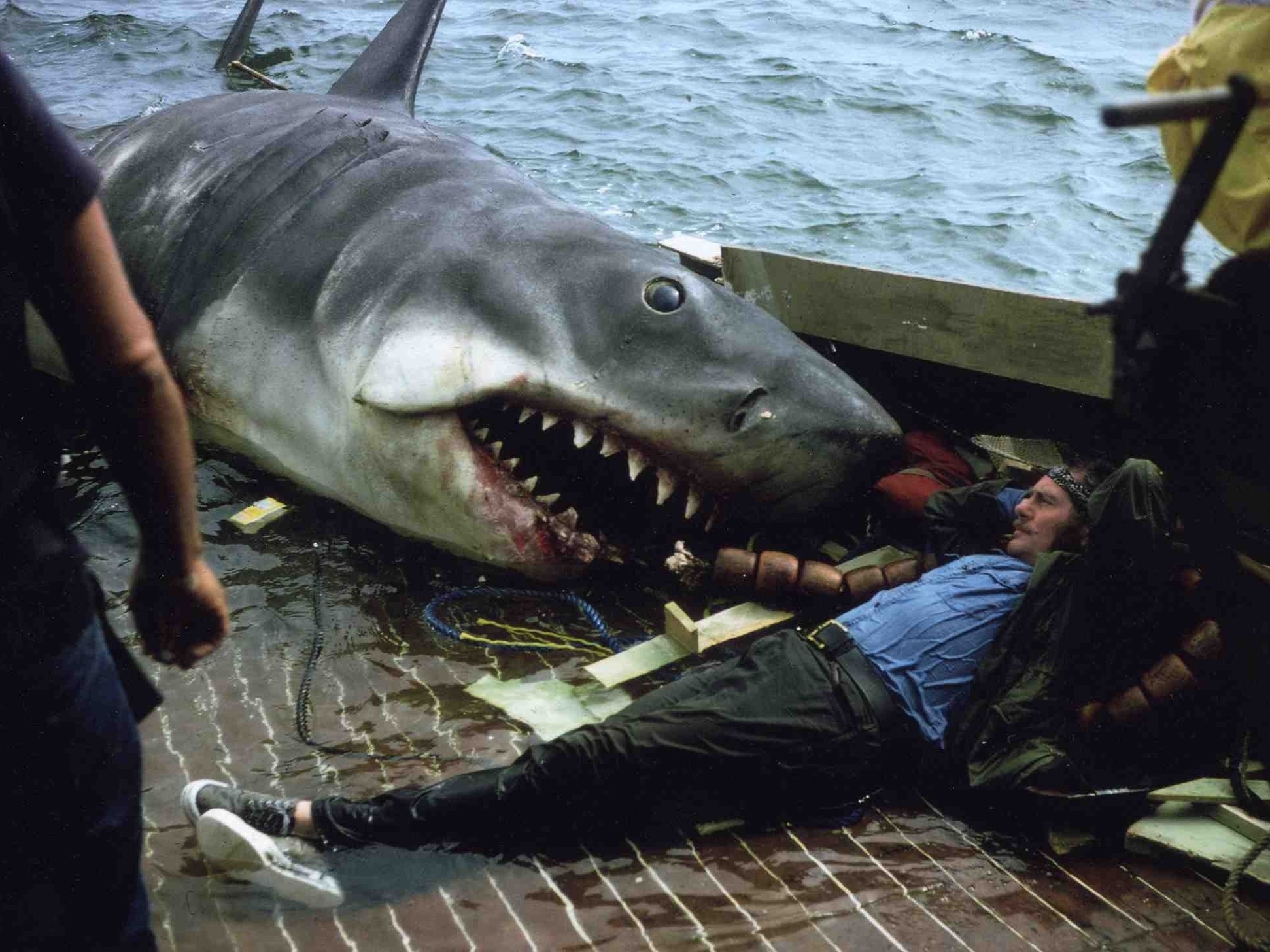 From Junkyard To Museum The Journey Of A 'Jaws' Shark NCPR News